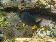 Plectroglyphidodon gascoynei