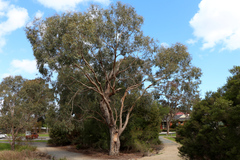 Eucalyptus ovata