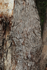 Eucalyptus ovata
