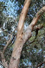 Eucalyptus ovata