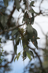 Eucalyptus ovata