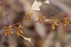 Eucalyptus ovata