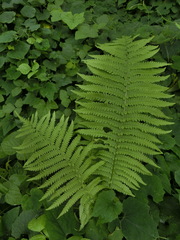 Matteuccia struthiopteris