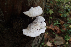 Amaropostia stiptica