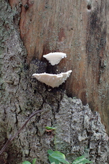 Amaropostia stiptica