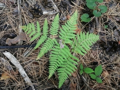 Pteridium tauricum