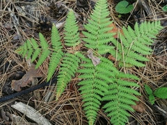 Pteridium tauricum