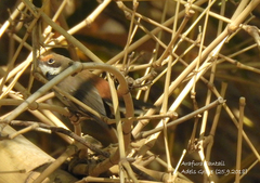 Rhipidura dryas