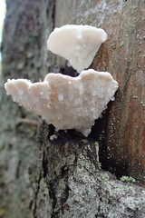 Amaropostia stiptica