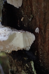 Amaropostia stiptica