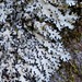 Shield Lichens and Allies - Photo (c) troy_mcmullin, some rights reserved (CC BY-NC)