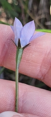 Wahlenbergia violacea