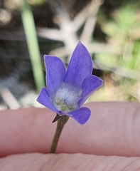 Wahlenbergia violacea