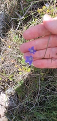 Wahlenbergia violacea
