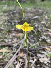 Diuris behrii