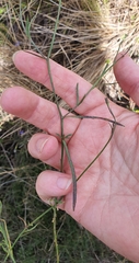 Wahlenbergia violacea