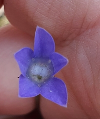 Wahlenbergia violacea