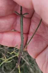 Wahlenbergia violacea