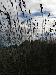 Thamnochortus spicigerus