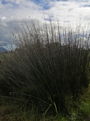 Thamnochortus spicigerus