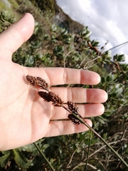 Thamnochortus spicigerus