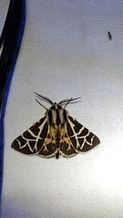 Apantesis nevadensis