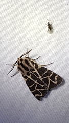 Apantesis nevadensis