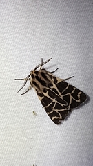 Apantesis nevadensis