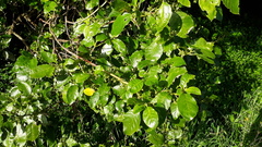 Phyllocoptes coprosmae