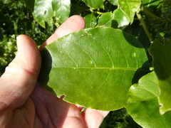 Phyllocoptes coprosmae