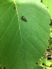 Stictocephala basalis