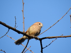 Sinosuthora webbiana