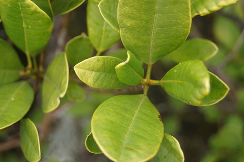 eungella aspen (Acronychia eungellensis)