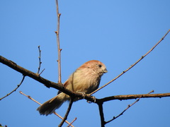 Sinosuthora webbiana