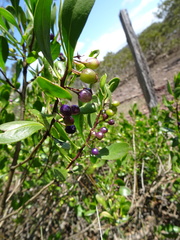 Myoporum boninense