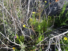 Ursinia trifida