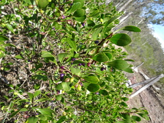 Myoporum boninense