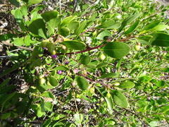 Myoporum boninense