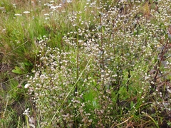 Swertia macrosperma