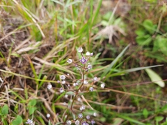 Swertia macrosperma