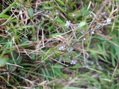 Swertia macrosperma