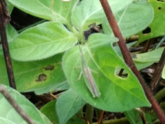 Acrida cinerea