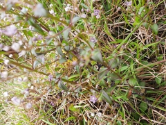 Swertia macrosperma