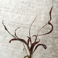 Cucumber mosaic virus