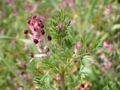 Fumaria gaillardotii