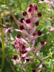 Fumaria gaillardotii