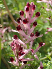 Fumaria gaillardotii