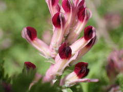 Fumaria gaillardotii