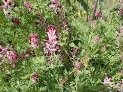 Fumaria gaillardotii