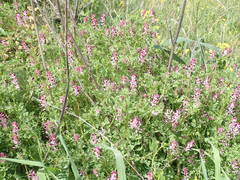 Fumaria gaillardotii